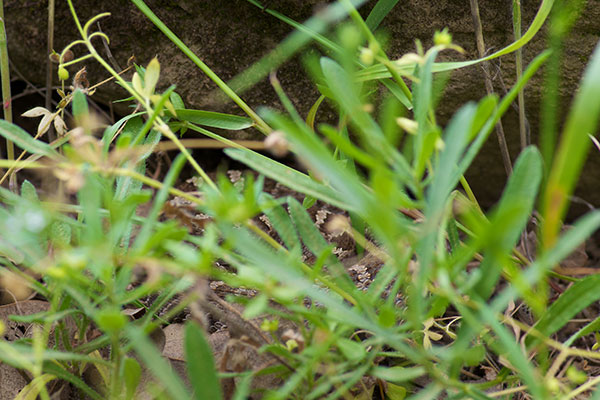 Northern Pacific Rattlesnake (Crotalus oreganus oreganus)