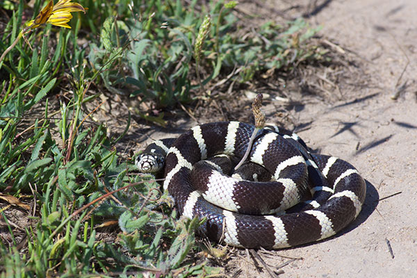 California Kingsnake (Lampropeltis californiae)