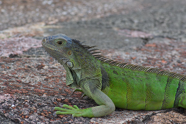 Green Iguana (Iguana iguana)