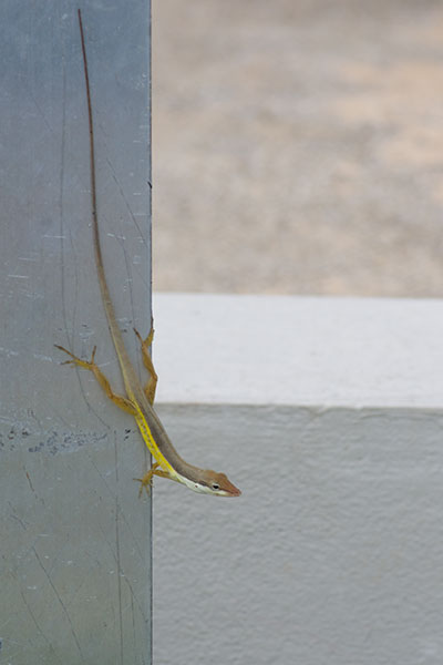 Puerto Rican Bush Anole (Anolis pulchellus)