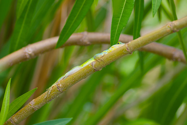 Statia Bank Tree Anole (Anolis bimaculatus)