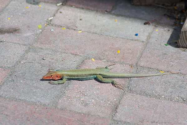 Orange-faced Ameiva (Pholidoscelis erythrocephalus)