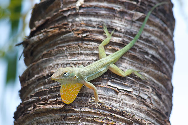 Anguilla Bank Tree Anole (Anolis gingivinus)