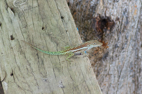 Anguilla Bank Tree Anole (Anolis gingivinus)