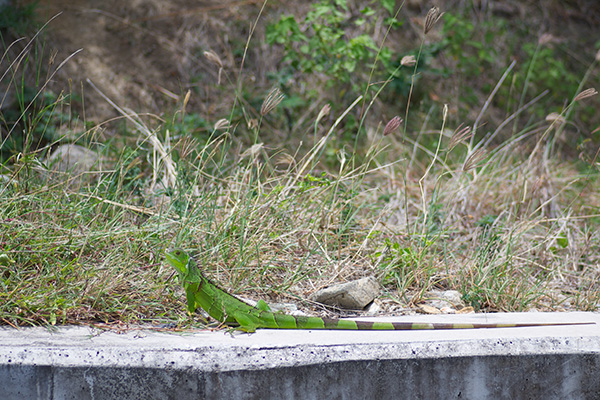 Green Iguana (Iguana iguana)