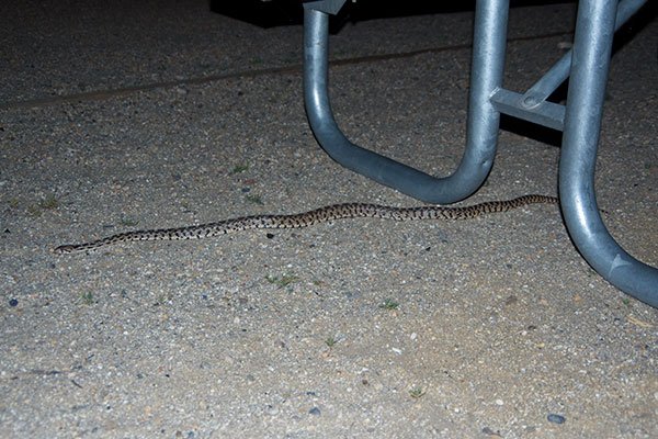 Great Basin Gopher Snake (Pituophis catenifer deserticola)