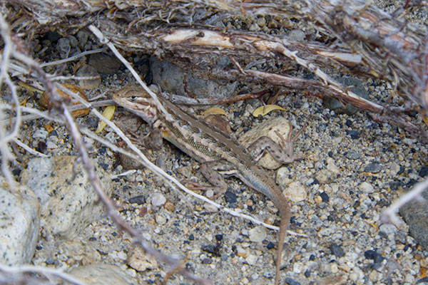 Northern Sagebrush Lizard (Sceloporus graciosus graciosus)