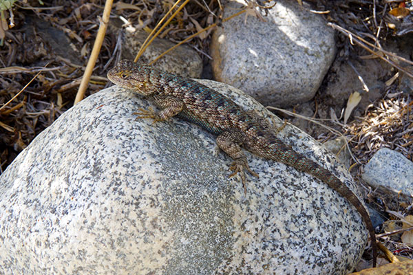 Great Basin Fence Lizard (Sceloporus occidentalis longipes)