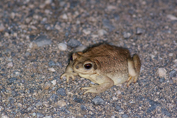 Red-spotted Toad (Anaxyrus punctatus)