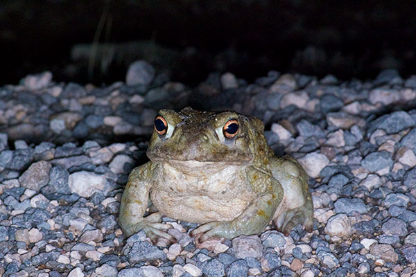 Sonoran Desert Toad (Incilius alvarius)