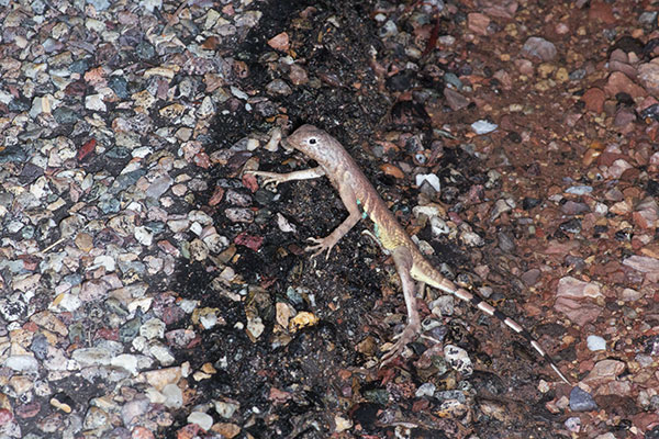 Eastern Zebra-tailed Lizard (Callisaurus draconoides ventralis)