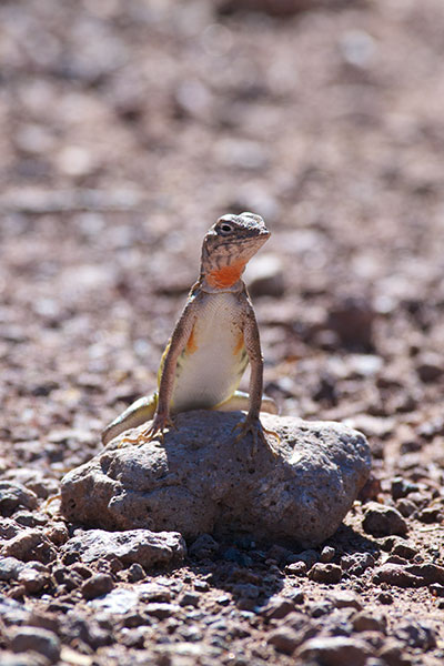 Eastern Zebra-tailed Lizard (Callisaurus draconoides ventralis)