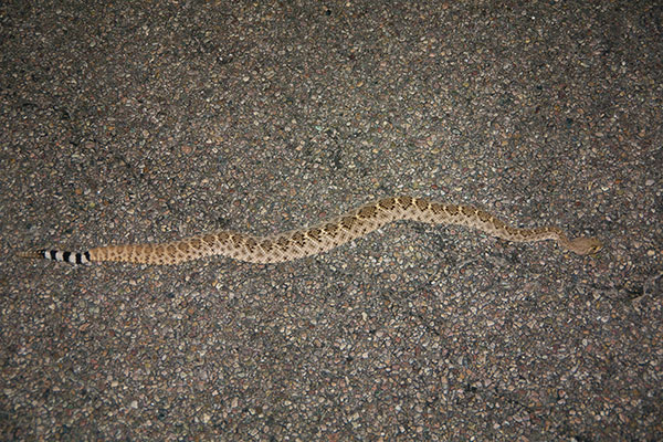 Western Diamond-backed Rattlesnake (Crotalus atrox)