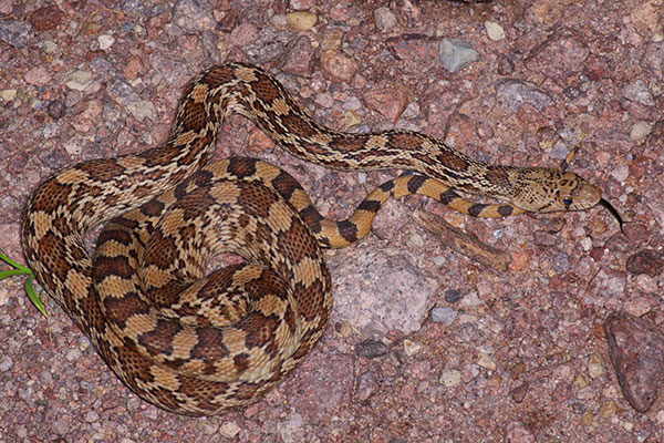 Sonoran Gopher Snake (Pituophis catenifer affinis)