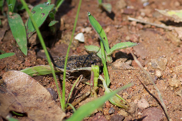 Arizona Treefrog (Hyla wrightorum)