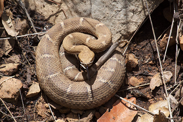 Arizona Ridge-nosed Rattlesnake (Crotalus willardi willardi)