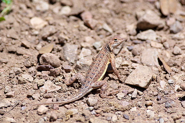 Sonoran Earless Lizard (Holbrookia elegans thermophila)