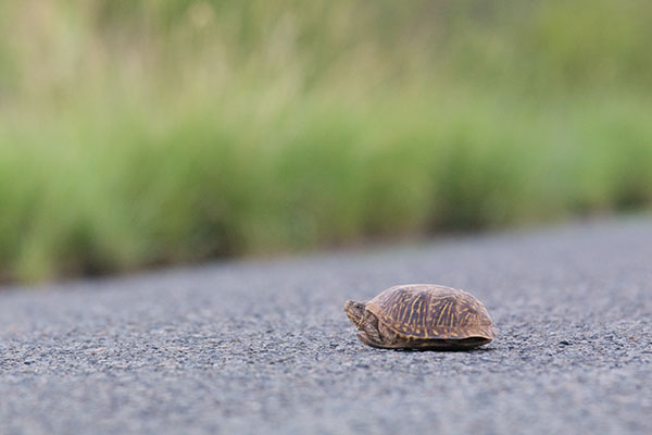 Desert Box Turtle (Terrapene ornata luteola)