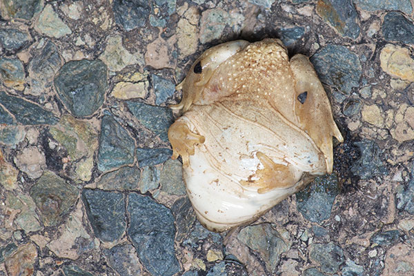 Chihuahuan Desert Spadefoot (Spea multiplicata stagnalis)