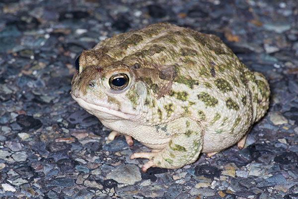 Great Plains Toad (Anaxyrus cognatus)