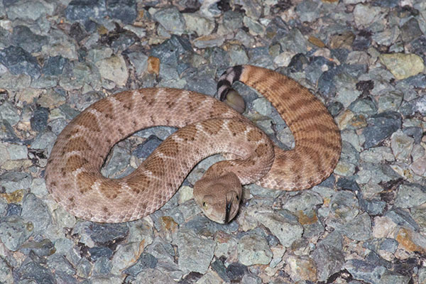 Western Diamond-backed Rattlesnake (Crotalus atrox)