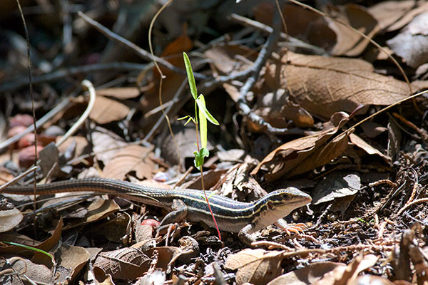 Sonoran Spotted Whiptail (Aspidoscelis sonorae)