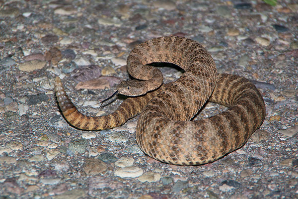 Tiger Rattlesnake (Crotalus tigris)