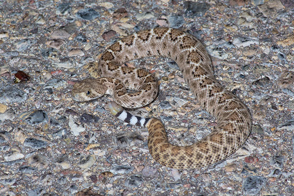 Western Diamond-backed Rattlesnake (Crotalus atrox)