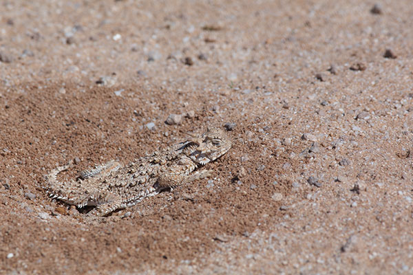 Goode’s Horned Lizard (Phrynosoma goodei)