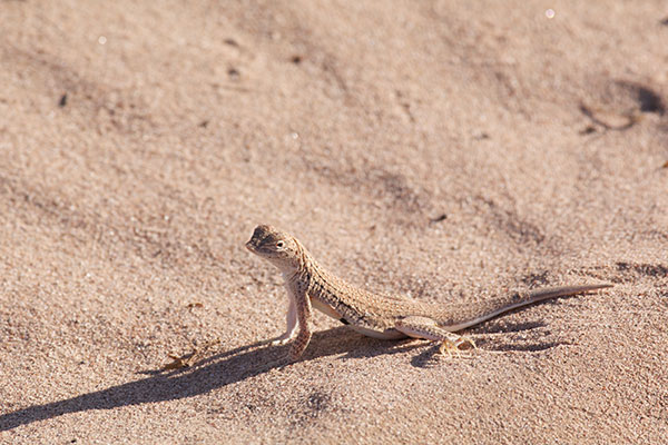 Mohawk Dunes Fringe-toed Lizard (Uma thurmanae)