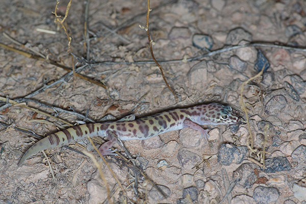 Desert Banded Gecko (Coleonyx variegatus variegatus)