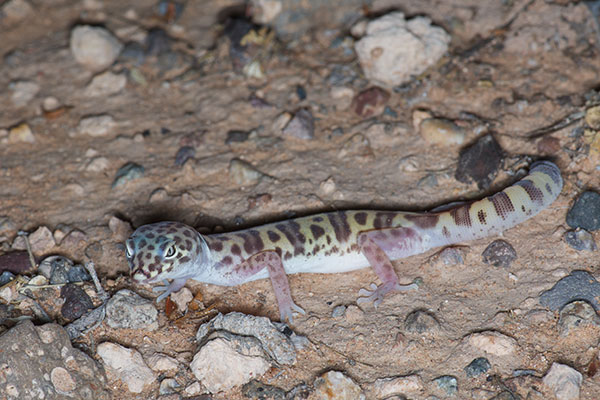 Desert Banded Gecko (Coleonyx variegatus variegatus)