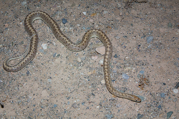 Desert Glossy Snake (Arizona elegans eburnata)