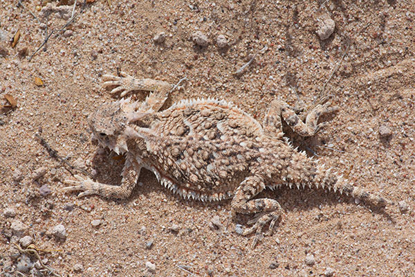 Goode’s Horned Lizard (Phrynosoma goodei)