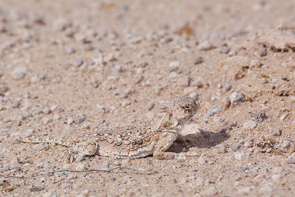 Goode’s Horned Lizard (Phrynosoma goodei)