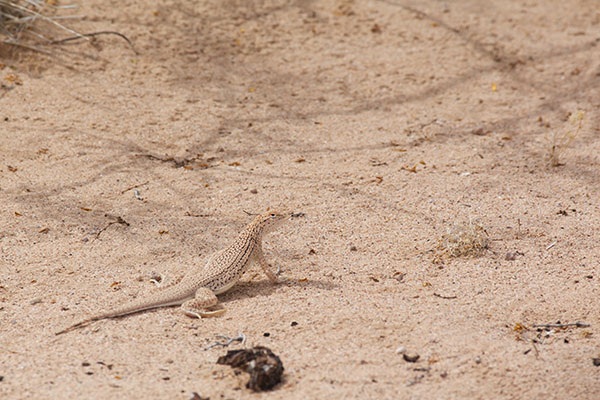 Mohawk Dunes Fringe-toed Lizard (Uma thurmanae)