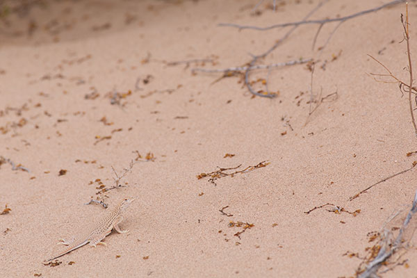 Mohawk Dunes Fringe-toed Lizard (Uma thurmanae)