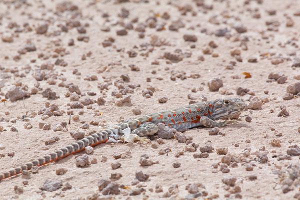 Long-nosed Leopard Lizard (Gambelia wislizenii)