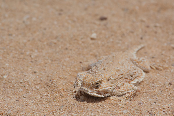 Goode’s Horned Lizard (Phrynosoma goodei)