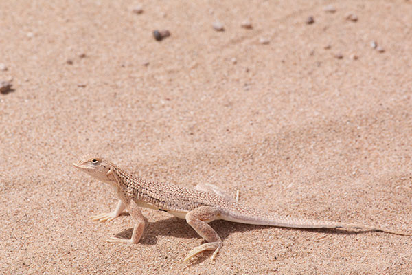 Mohawk Dunes Fringe-toed Lizard (Uma thurmanae)