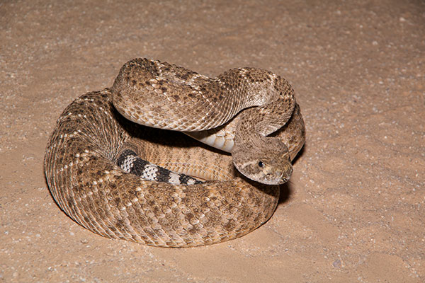 Western Diamond-backed Rattlesnake (Crotalus atrox)