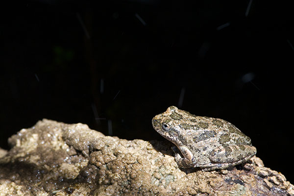 California Treefrog (Pseudacris cadaverina)