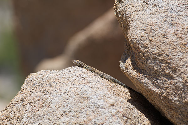 Mearns’s Rock Lizard (Petrosaurus mearnsi)