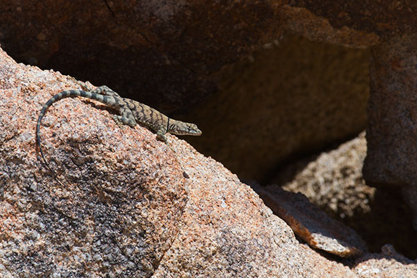 Mearns’s Rock Lizard (Petrosaurus mearnsi)