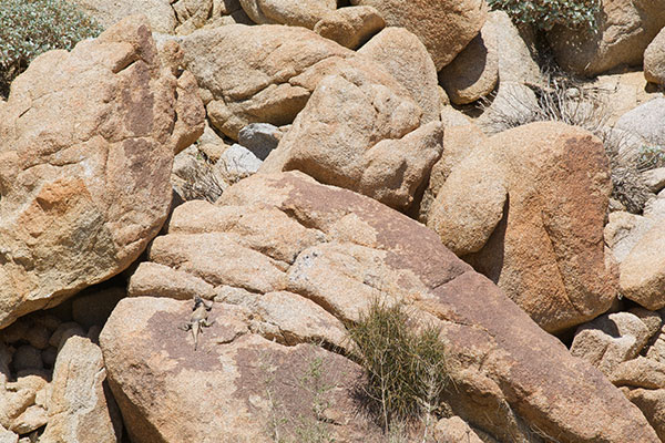 Common Chuckwalla (Sauromalus ater)