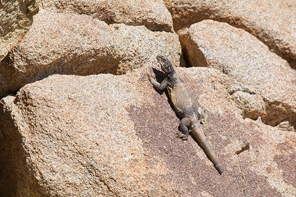 Common Chuckwalla (Sauromalus ater)