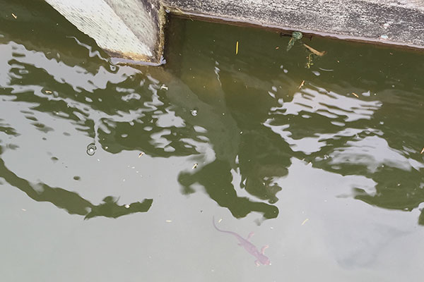 Rough-skinned Newt (Taricha granulosa)