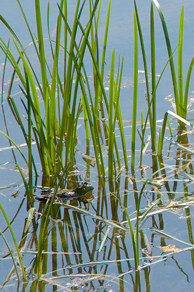 American Bullfrog (Lithobates catesbeianus)