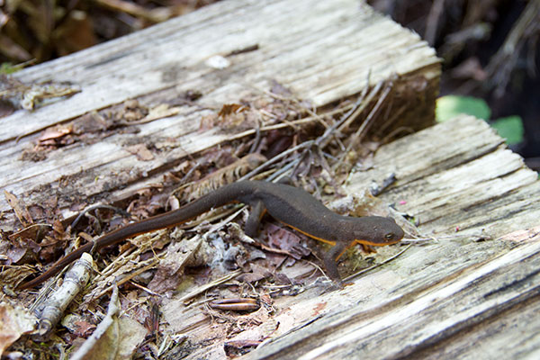 Rough-skinned Newt (Taricha granulosa)