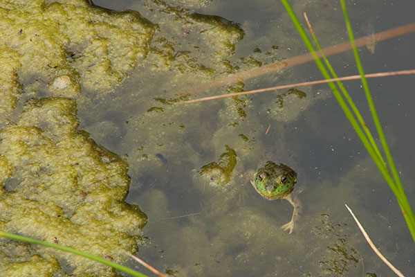 American Bullfrog (Lithobates catesbeianus)